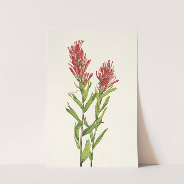Alberta Paintbrush. Castilleja miniata (1925) by Mary Vaux Walcott