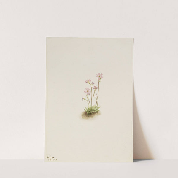 Alberta Primrose (Primula maccalliana) (1917) by Mary Vaux Walcott