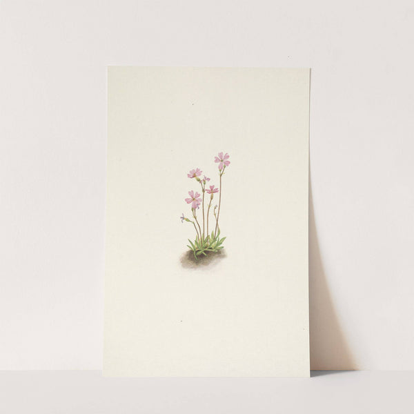 Alberta Primrose. Primula maccalliana (1925) by Mary Vaux Walcott