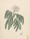 Albizia gummifera (J.F.Gmel.) C.A. Sm. (Gummy Albizia Tree)
