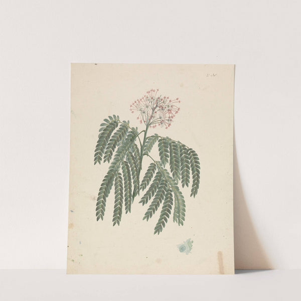 Albizia gummifera (J.F.Gmel.) C.A. Sm. (Gummy Albizia Tree) by Luigi Balugani