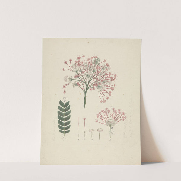 Albizia gummifera (J.F. Gmel.) C.A. Sm. (Gummy Albizia Tree) by Luigi Balugani