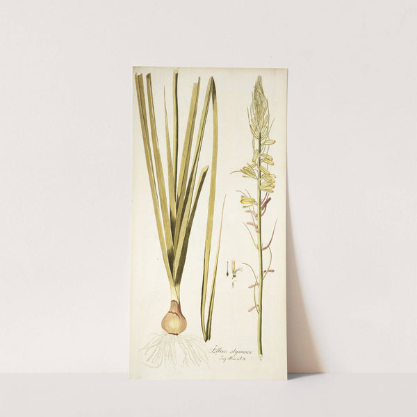 Albuca abyssinica by Nikolaus Joseph Freiherr von Jacquin