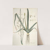 Albuca altissima by Nikolaus Joseph Freiherr von Jacquin