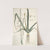 Albuca altissima by Nikolaus Joseph Freiherr von Jacquin