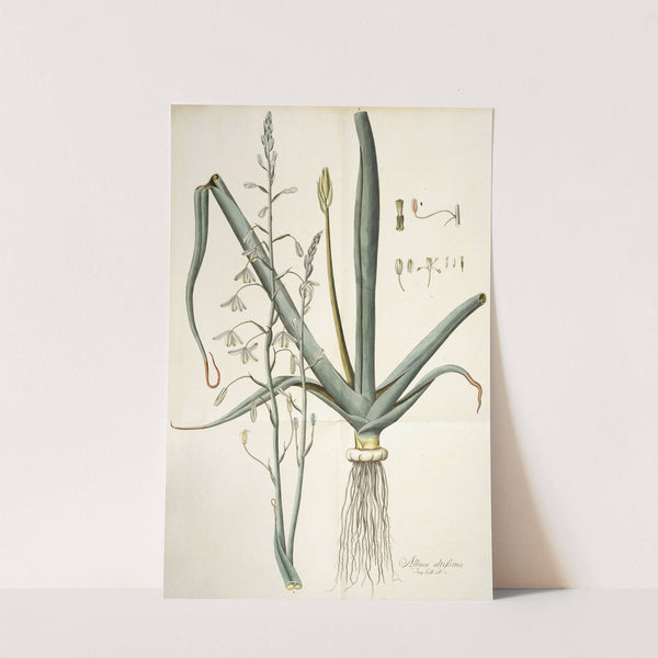 Albuca altissima by Nikolaus Joseph Freiherr von Jacquin