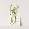 Albuca aurea by Nikolaus Joseph Freiherr von Jacquin