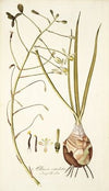 Albuca caudata