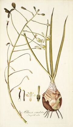 Albuca caudata