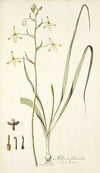 Albuca flaccida