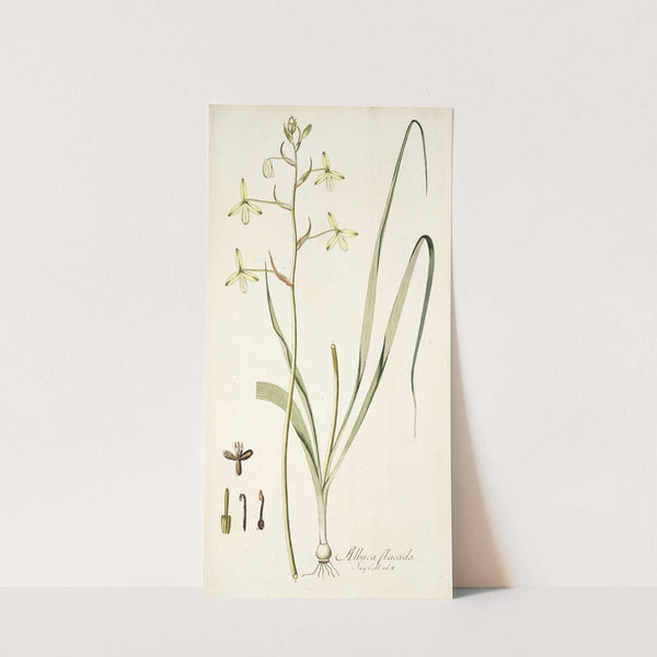 Albuca flaccida by Nikolaus Joseph Freiherr von Jacquin