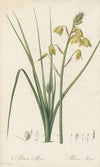 Albuca major (1802-1816)