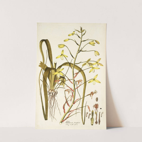 Albuca major by Nikolaus Joseph Freiherr von Jacquin