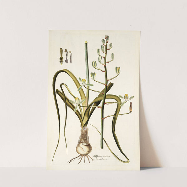 Albuca setosa by Nikolaus Joseph Freiherr von Jacquin