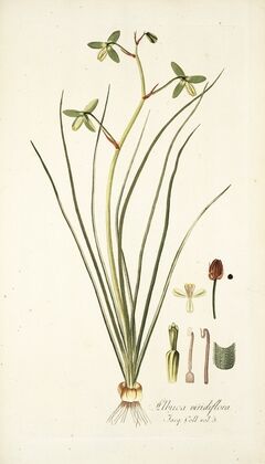 Albuca viridiflora