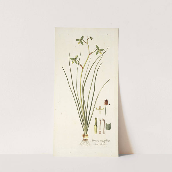 Albuca viridiflora by Nikolaus Joseph Freiherr von Jacquin