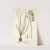 Albuca viscosa by Nikolaus Joseph Freiherr von Jacquin