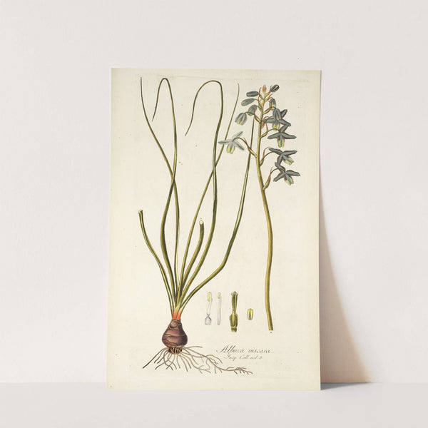 Albuca viscosa by Nikolaus Joseph Freiherr von Jacquin