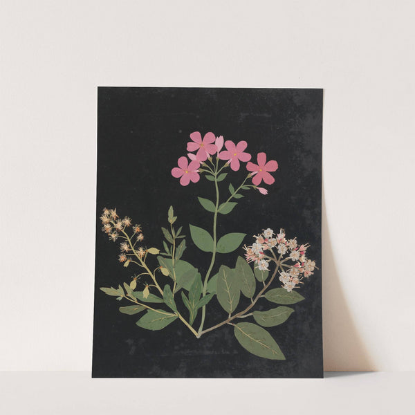 Album of cut-paper flowers Pl.07 by Ellen W.