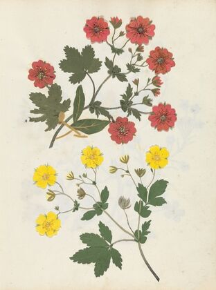 Album of cut-paper flowers Pl.08