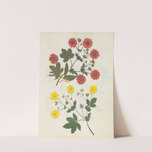 Album of cut-paper flowers Pl.08 by Ellen W.