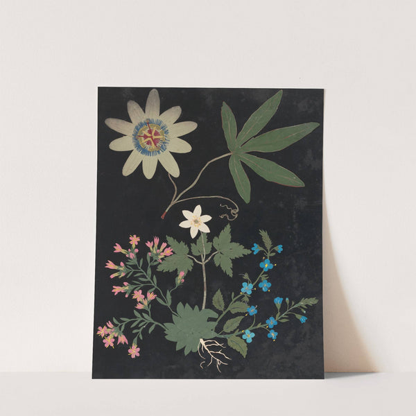 Album of cut-paper flowers Pl.10 by Ellen W.