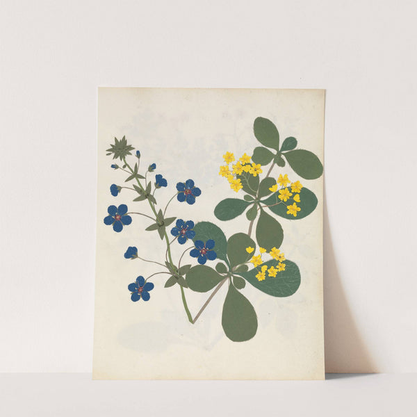 Album of cut-paper flowers Pl.12 by Ellen W.