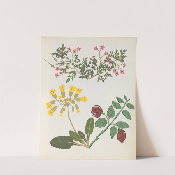 Album of cut-paper flowers Pl.13 by Ellen W.