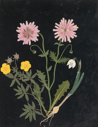 Album of cut-paper flowers Pl.14 — size preview