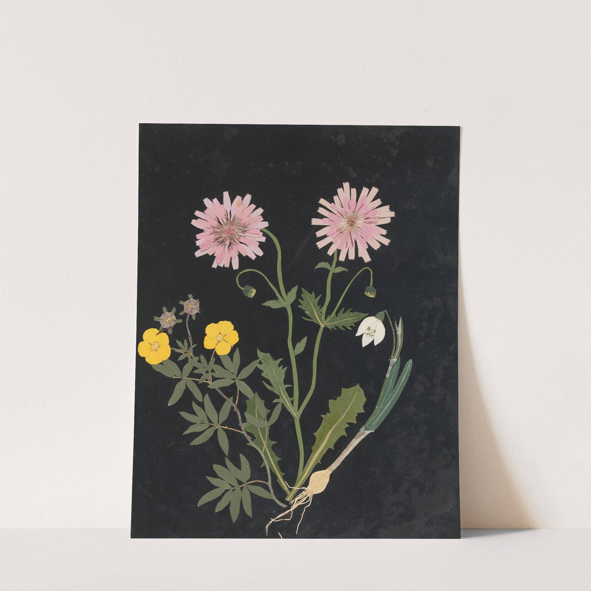 Album of cut-paper flowers Pl.14 by Ellen W.