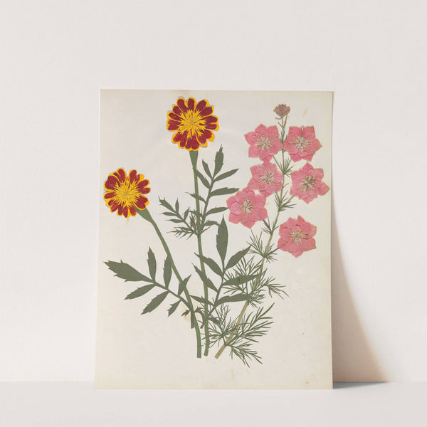 Album of cut-paper flowers Pl.17 by Ellen W.
