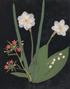 Album of cut-paper flowers Pl.18