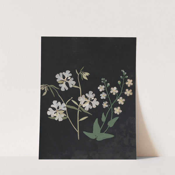 Album of cut-paper flowers Pl.21 by Ellen W.