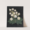 Album of cut-paper flowers Pl.22 by Ellen W.