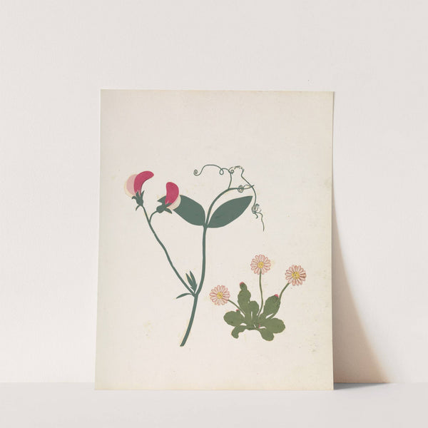 Album of cut-paper flowers Pl.23 by Ellen W.