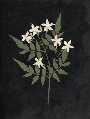 Album of cut-paper flowers Pl.25