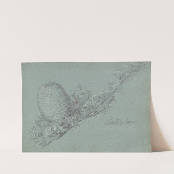 Album with Views of Rome and Surroundings, Landscape Studies, page 49a: Study of a Evergreen Branch with Pinecone by Franz Johann Heinrich Nadorp