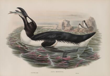 Alca impennis. Great Auk. (1862-1873)