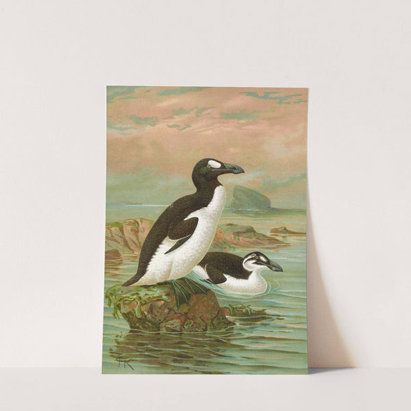 Alca impennis L., Riesenalk by Johann Friedrich Naumann