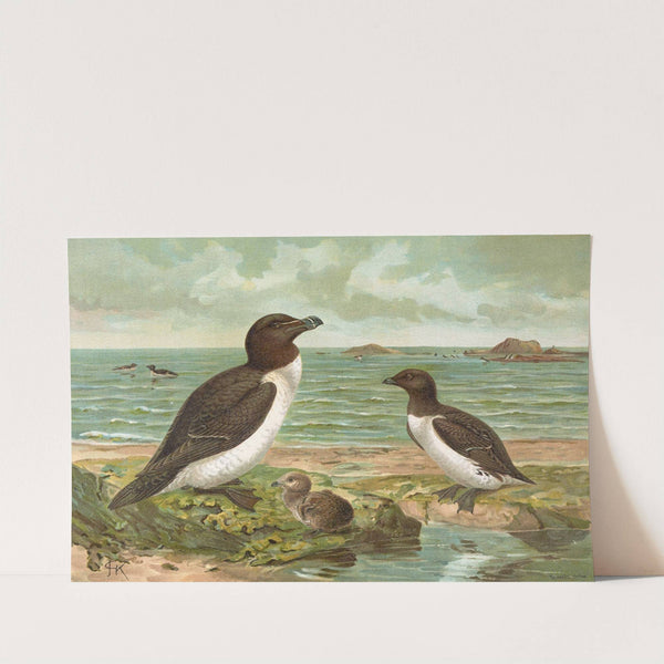 Alca torda by Johann Friedrich Naumann