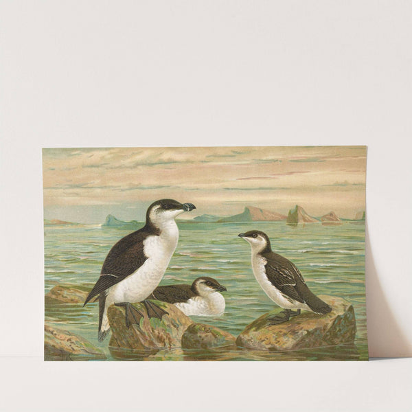 Alca torda by Johann Friedrich Naumann