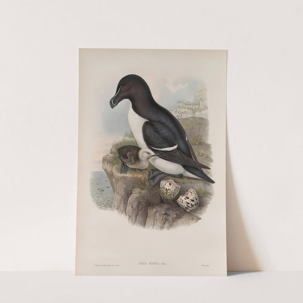 Alca torda. Razorbill. (1862-1873) by John Gould