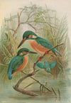 Alcedo ispida