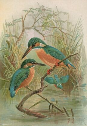 Alcedo ispida