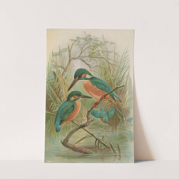 Alcedo ispida by Johann Friedrich Naumann