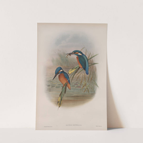 Alcedo ispida. Kingfisher. (1862-1873) by John Gould