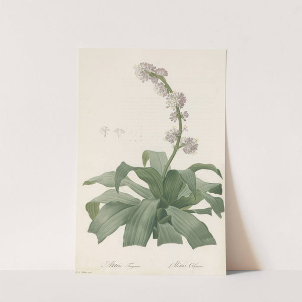 Aletris fragrans (1802-1816) by Pierre Joseph Redouté