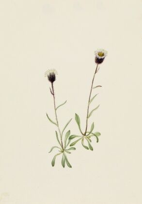 Birdsfoot Violet. (Viola pedata)