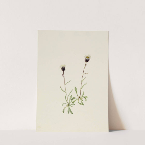 Aleutian Fleabane (Erigeron unalaschensis) by Mary Vaux Walcott