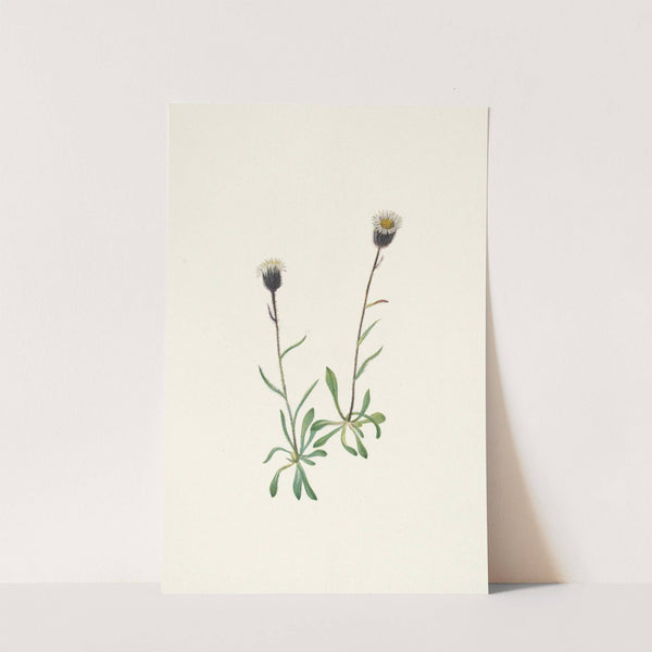 Aleutian Fleabane. Erigeron unalaschensis (1925) by Mary Vaux Walcott